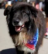 Городская собака, служба по отлову и стерилизации собак