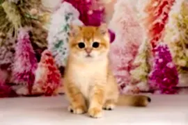 Питомник Fiori Zen