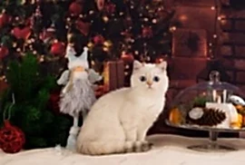 Золотая шиншилла пойнт