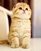 Шотландская кошечка
