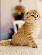 Шотландская кошечка