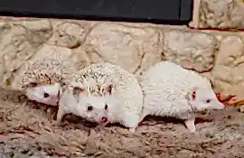 Питомник африканских ежей "Фантазия"