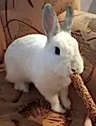 Отдаем кролика