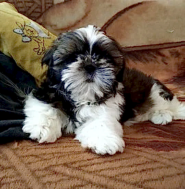 Щенки Ши-тцу