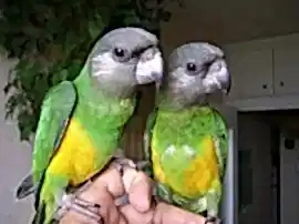 Сенегальский попугай