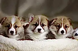 Питомник "Из Империи Адамант" РКФ