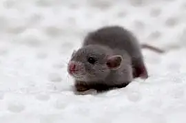 питомник крыс sweet rat 