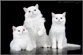 Шотландские котята купить в Алматы