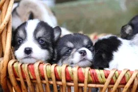 Питомник Биврест