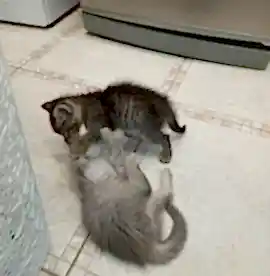 Отдам кошку стерилизована, котик до 1, 2 котёнка девочки