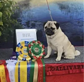 Питомник мопсов "Саглан'с"