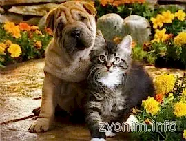 Ветеринар к Вам на дом