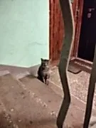 ПРОПАЛ КОТ! 