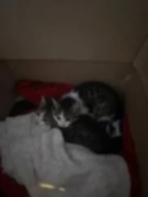Нашли котят