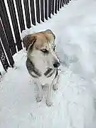 Нашли собаку 