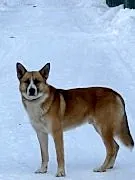 Найдена собака 