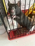 2 крысы девочки