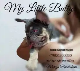 My Littl Bully kennel 