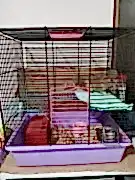 Отдам крысу Дамбо 