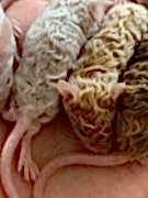 Кудрявые мышата тексель