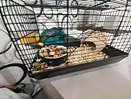 Хомячок сирийский с клеткой,СРОЧНО ИЩЕТ ХОЗЯИНА