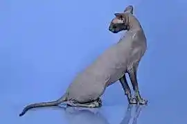 Петерболды. Петербургские сфинксы