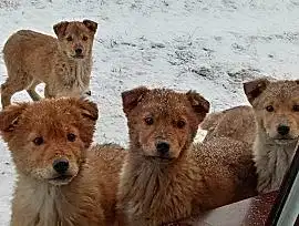 Отдадим даром 4 щенка