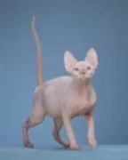 Котята канадского сфинкса 