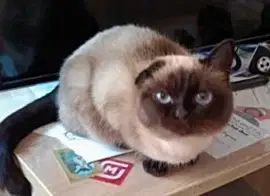 пропала кошка