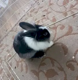 Продаю кроликов декоративных за одну 1500 за обеих 3000 