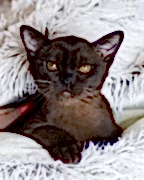 Питомник кошек Европейская Бурма "BURHOUSE"