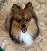 Стрижка собак и кошек, Грумер Еманжелинск