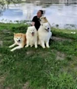 Икигай Ину питомник породистых собак