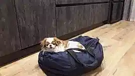 японский хин щенок