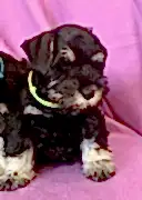 Щенок цвергшнауцера 