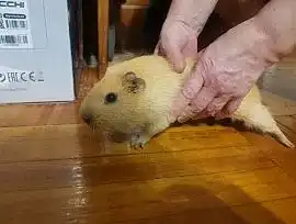 Отдаю морских свинок. Нашла в подъезде. 