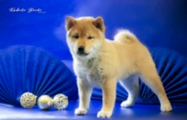 Сиба ину мальчик ярко рыжий с документами 