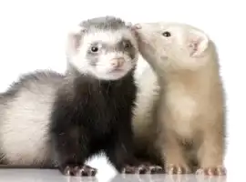 Хорьки фретка или домашний хорек.