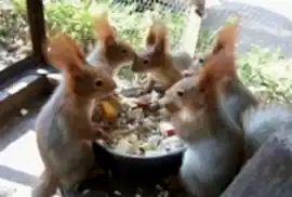 Продаю белок и бельчат вольерного разведения