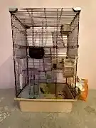 Продам ручную Крысу 