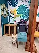 Груминг Зверёк Сити на Просторной улице