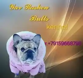 Питомник Yar Rashen Bulls