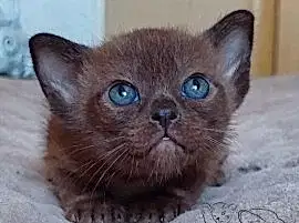 Бурманские котята Julberry 