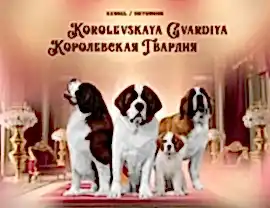 питомник Сенбернара 