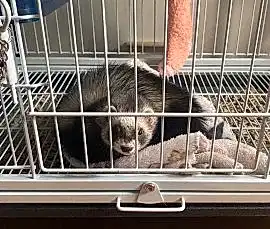 Wild Ferrets питомник хорьков