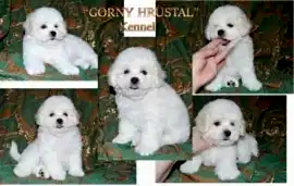 Щенки Бишон Фризе 