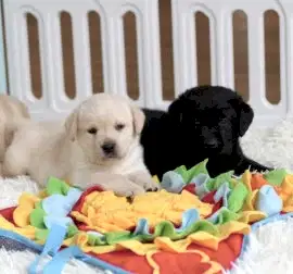 Щенки лабрадора в Калининграде