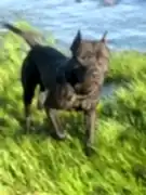 Питомник собак Dragon`s pit kennel