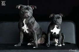 Питомник «Ok’Vi Land» на метро Ленинский проспект