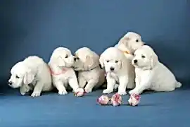 Питомник SHINING WINGS в Советском районе